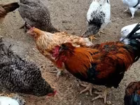 Chickens — फ़ोटो 5