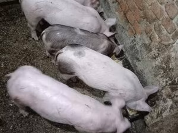 Pigs (batch, sex not specified), Pigs