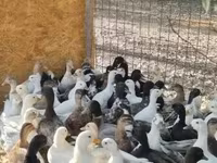 Ducks — foto 6
