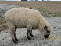 Beran, Hampshire sheep — foto 4