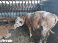 Toro, Vaca Limousin — foto 2