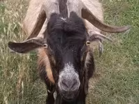 Bak, Saanen goat — 1. fotó