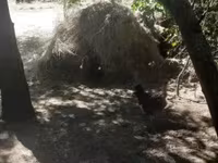 Chickens — الصورة 6