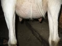 Goat, Goats — photo 3
