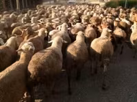 公羊, Sheep — 照片 1