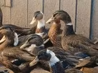 Ducks — 照片 2