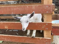 Cabra, Fergana goat — foto 4