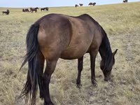 Klisna, Kazakh horse — foto 7