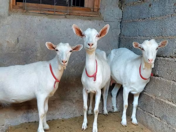 Cabra, Saanen goat