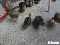 Chickens — 照片 2