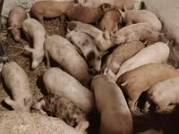 Pigs (batch, sex not specified), Дюрок — photo 2