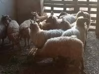 母羊, Racka sheep — 照片 1