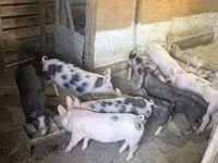 خنزيرة, الخنازير — الصورة 4