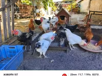 Chickens — 照片 5