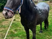 Caballo, Appaloosa — foto 1
