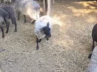 Sheep, Tsigai sheep — photo 2
