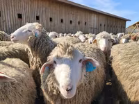 Juh, Edilbay sheep — 1. fotó