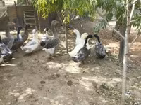 Ducks — Foto 2
