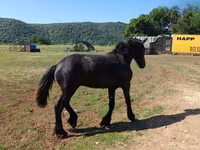 公马, Friesian — 照片 5