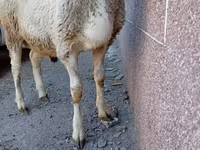 Қошқар, Arashan sheep — 4-сурет