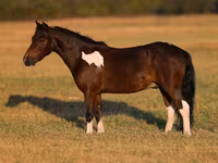 Caballo, Pinto horses — foto 2