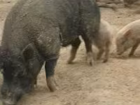 母猪, Pigs — 照片 1