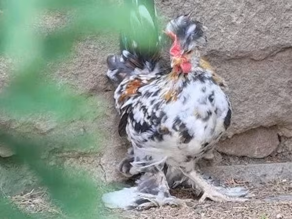 Chickens