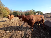 Bulle, Simmental cattle — Foto 2