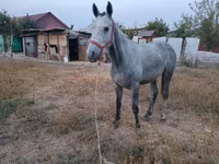 公马, Thoroughbred horse — 照片 4