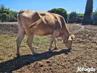بقرة, Simmental cattle — الصورة 4
