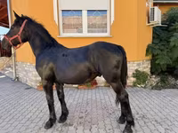 حصان, Hungarian horse breed — الصورة 4
