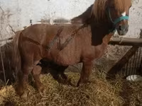 公马, Horses — 照片 7