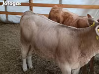 Bulle, Simmental cattle — Foto 4