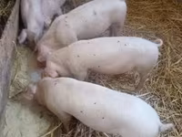 Sow, Pigs — photo 2