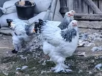 Brahma — photo 1