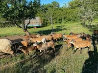 绵羊（批次，未指定性别）, Cameroon sheep — 照片 6