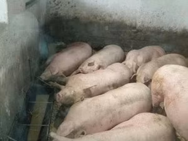 猪（批次，未指定性别）, Pigs