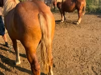 Yegua, Hungarian horse breed — foto 1