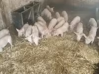 猪（批次，未指定性别）, Pigs — 照片 5