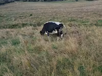 Krava, Russian Black pied cattle — foto 2