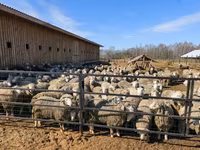 Kos, Kuibyshev sheep — 3. fotó