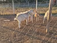 Billy Goat, Boer goat — photo 5