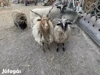 Sheep, Sheep — photo 1