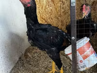 Chickens — zdjęcie 5