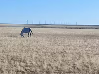 Madyan, Horse breed — foto 4