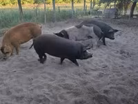 Boar, Pigs — photo 4