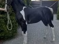 Hing, Dutch warmblood horse — 3. fotó