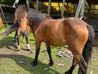 घोड़ी, Međimurje horse — फ़ोटो 1