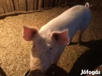 公猪, Pigs — 照片 3