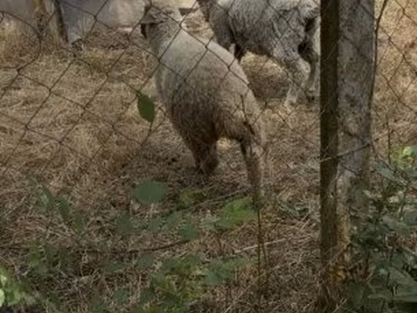 Kos, Juhok — Magyarország